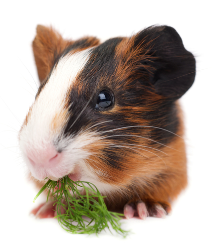 guinea pig